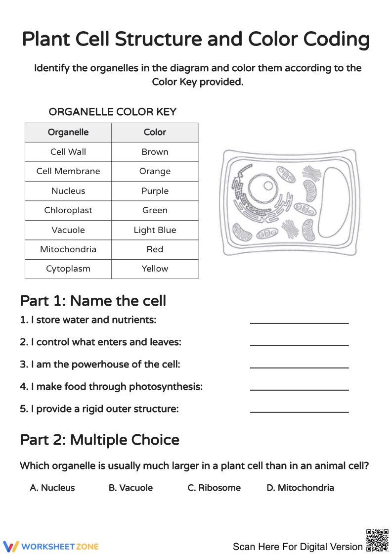 Explore Plant Cell Structure with Color Coding - Page 1
