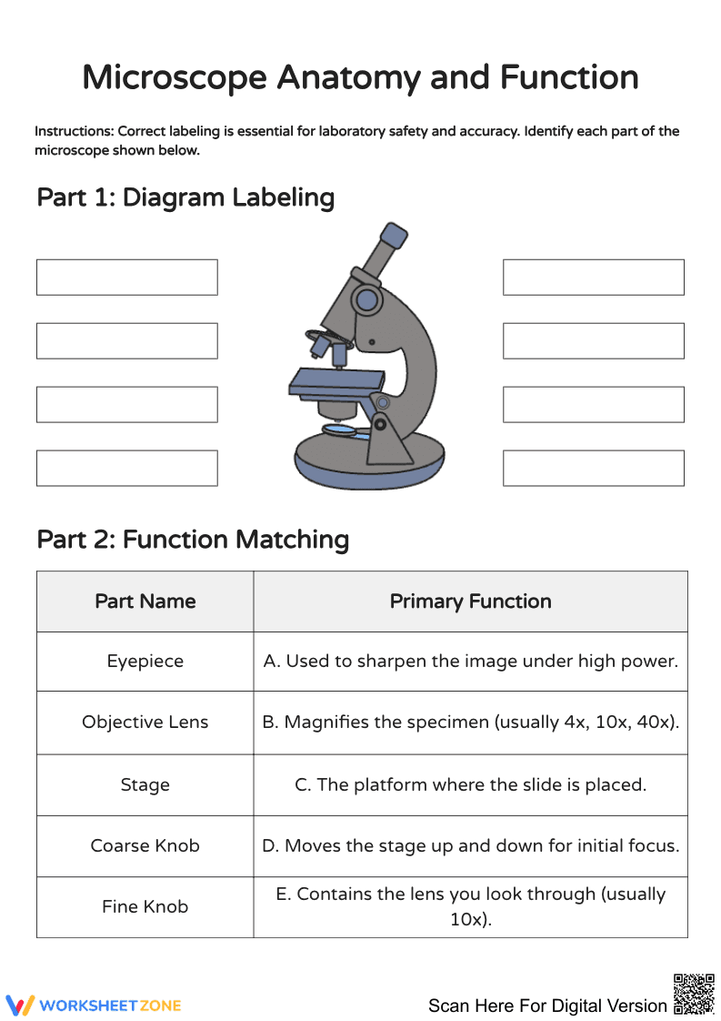 Microscope Anatomy and Function Worksheet - Page 1