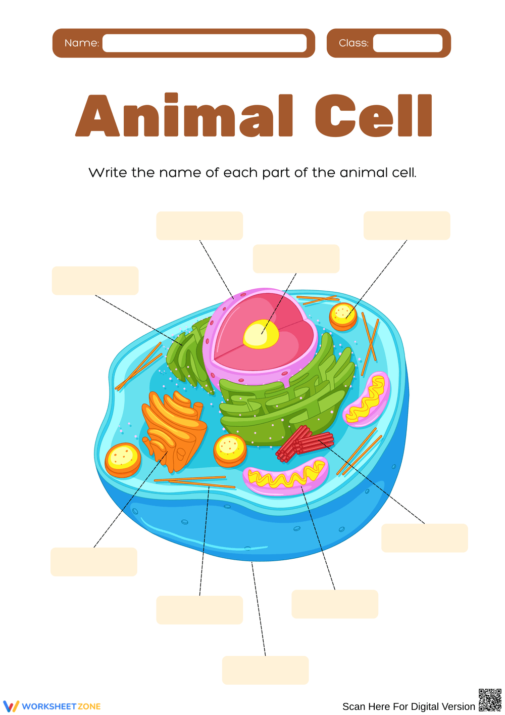 Exploring the Parts of an Animal Cell - Page 1