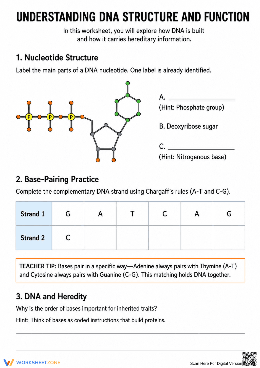 Printable DNA Structure Worksheet | Grade 9 Biology - Page 1