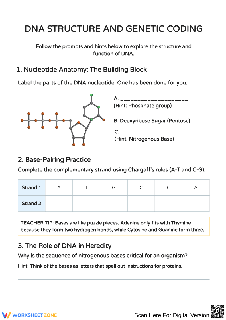Understanding DNA Structure and Function Activities - Page 1