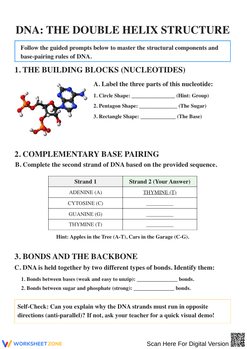 DNA: The Double Helix Structure Worksheet - Page 1