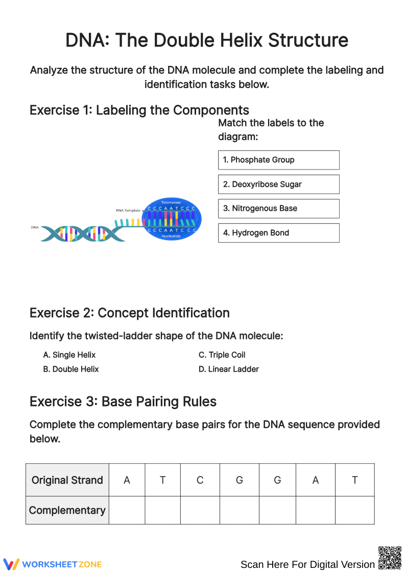 Explore DNA: Understanding the Double Helix Structure - Page 1