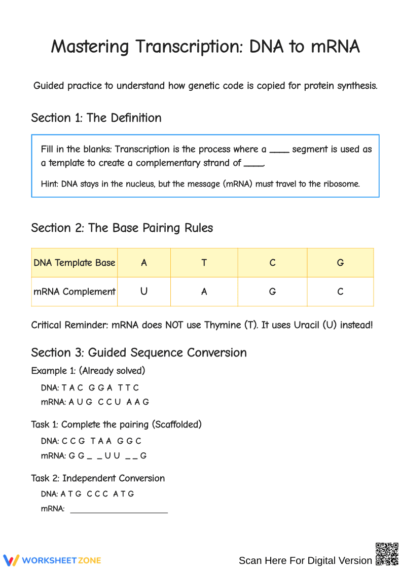 Mastering Transcription: DNA to mRNA Activities - Page 1