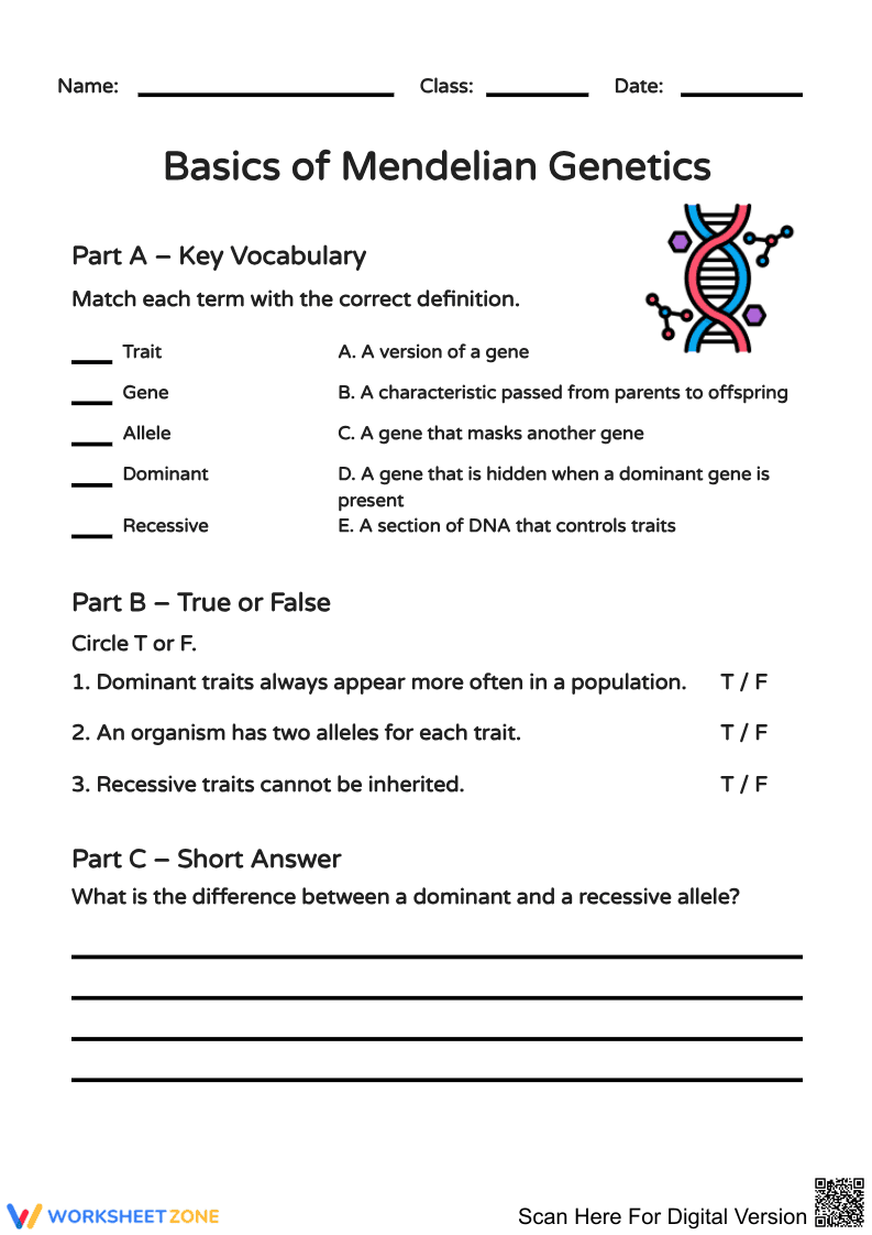 Basics of Mendelian Genetics Worksheet - Page 1