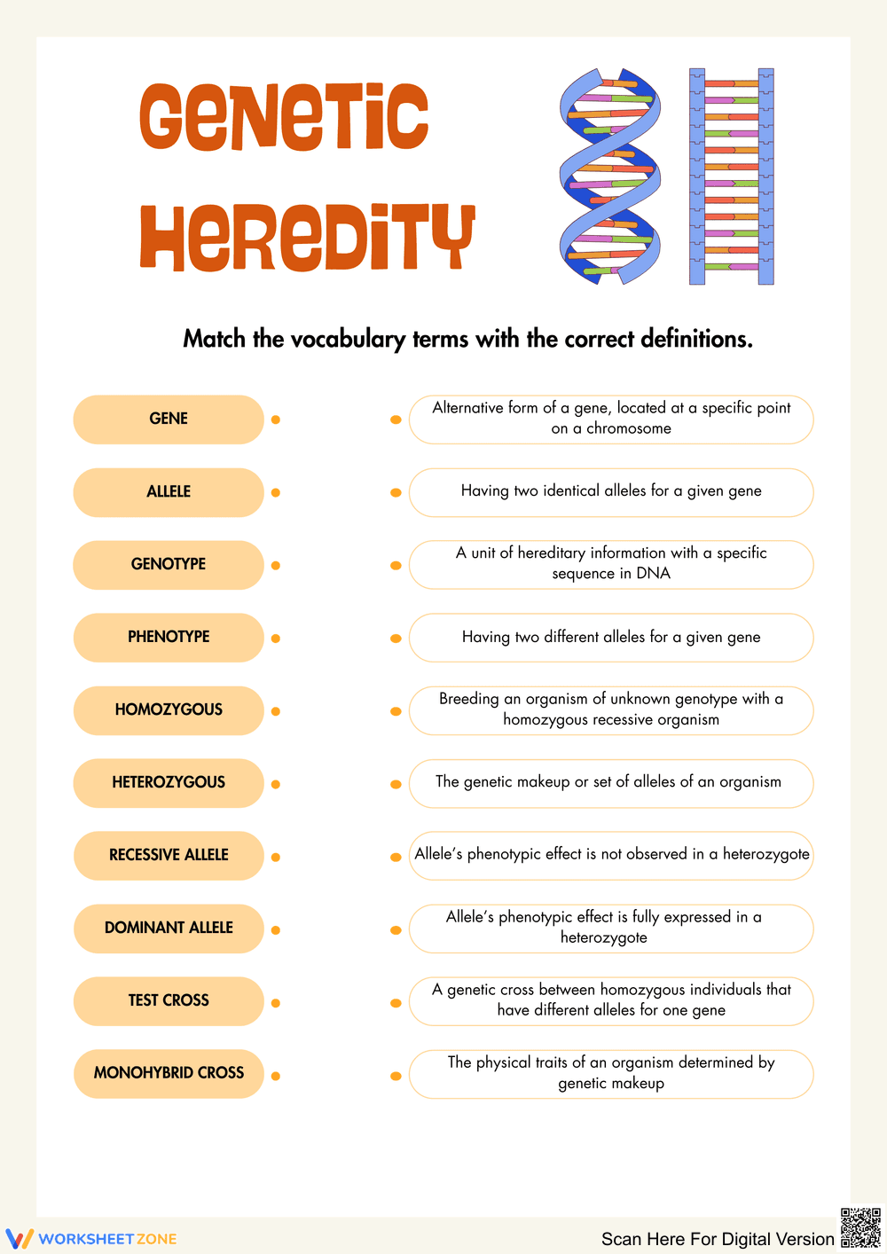 Understanding Genetic Heredity Vocabulary Match - Page 1