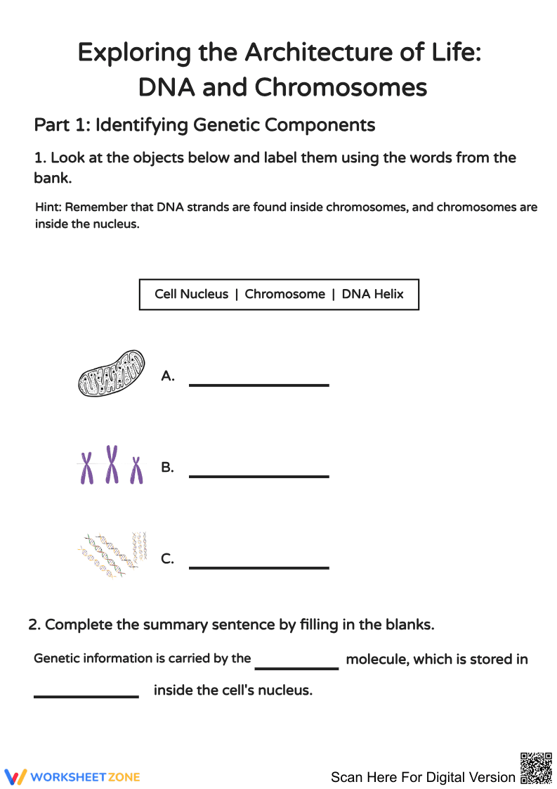 DNA and Chromosomes Identification Worksheet - Page 1