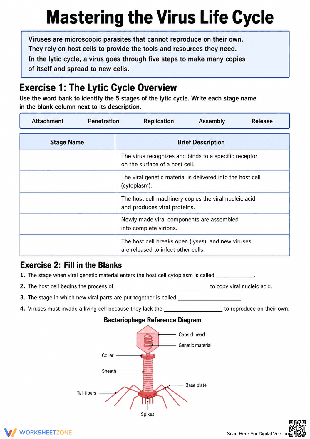 Printable Virus Life Cycle Worksheet | Grades 7-10 - Page 1