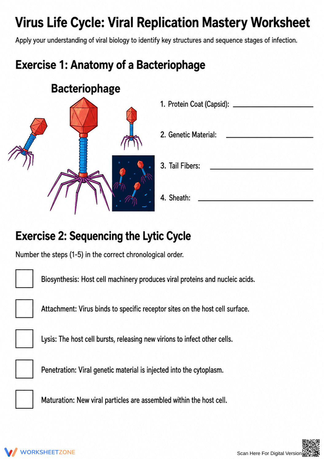 Essential Virus Life Cycle Worksheet | Grade 8-11 Science - Page 1