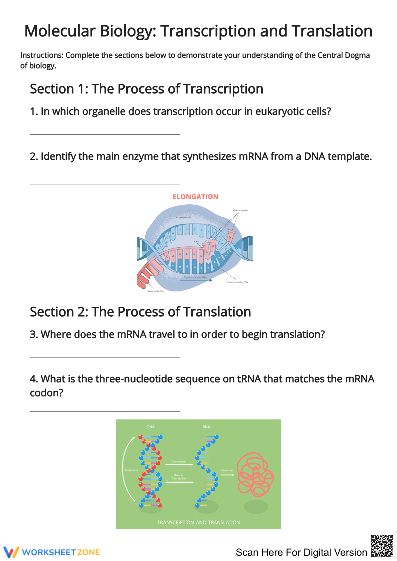 Molecular Biology: Transcription and Translation Worksheet - Page 1