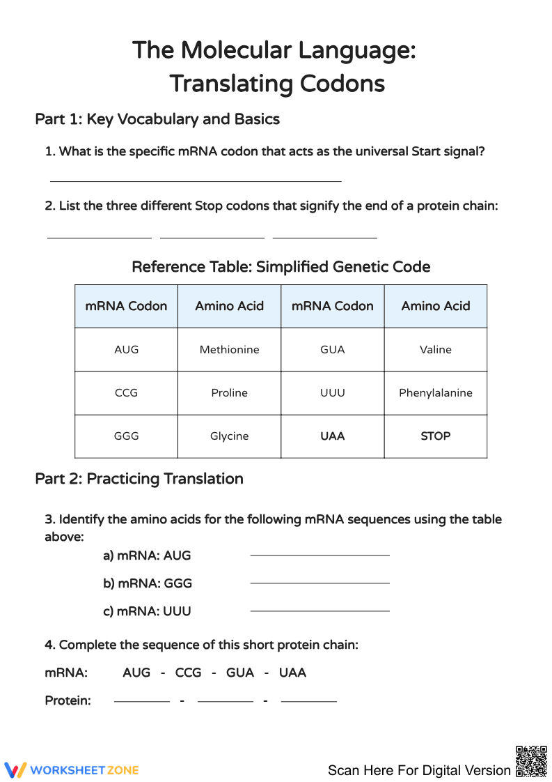 The Molecular Language: Translating Codons Worksheet - Page 1
