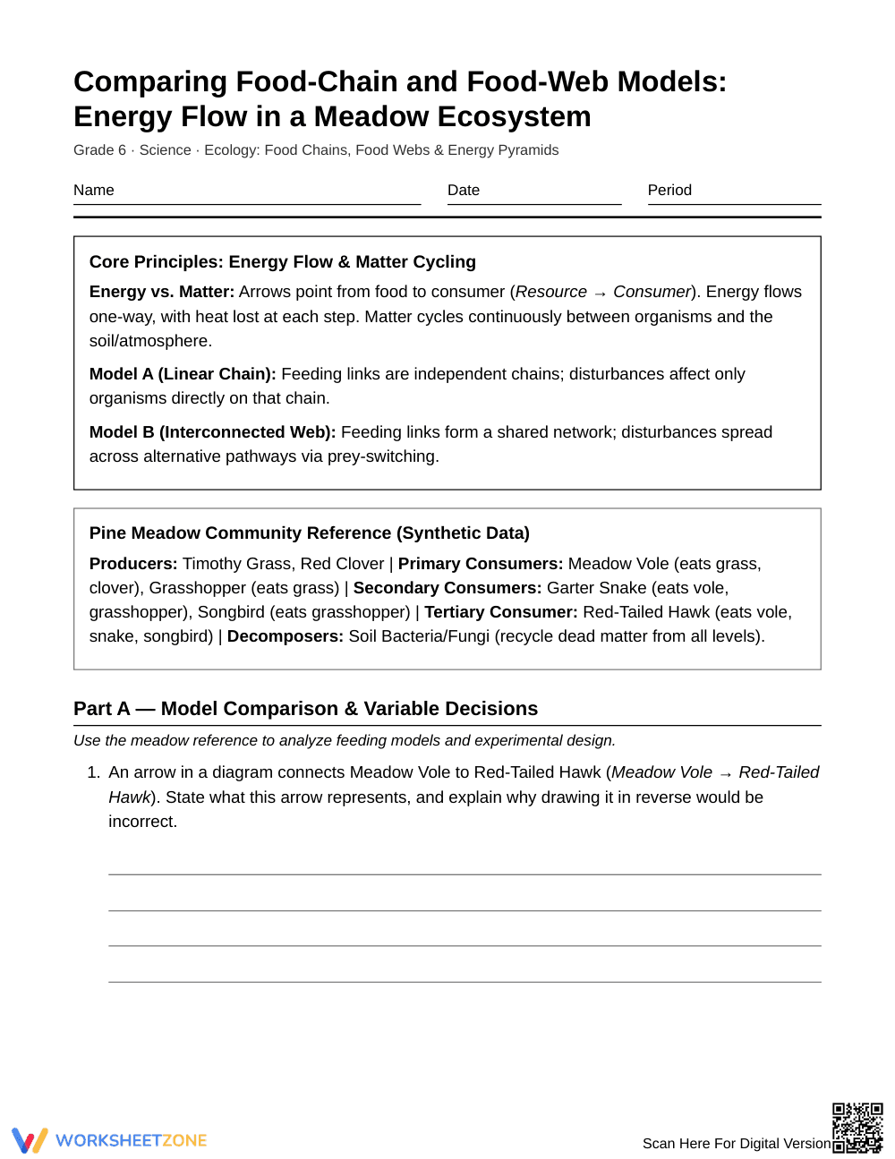 Proven Food Chain & Web Models Worksheet | Grade 6 Science - Page 1