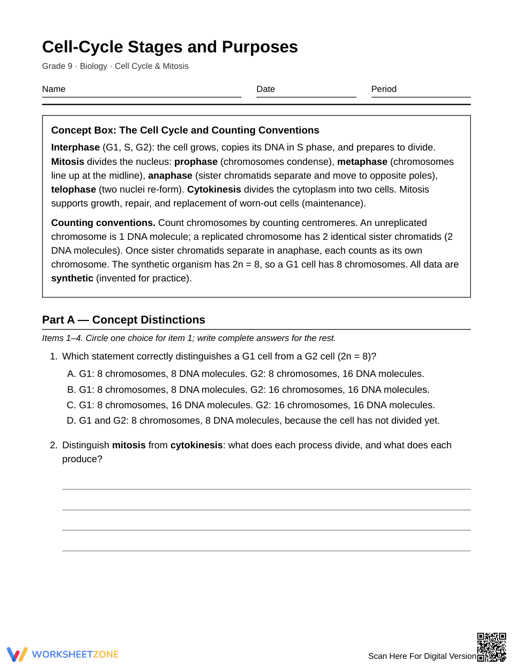 Printable Cell Cycle Stages Worksheet | Grade 9 Biology - Page 1