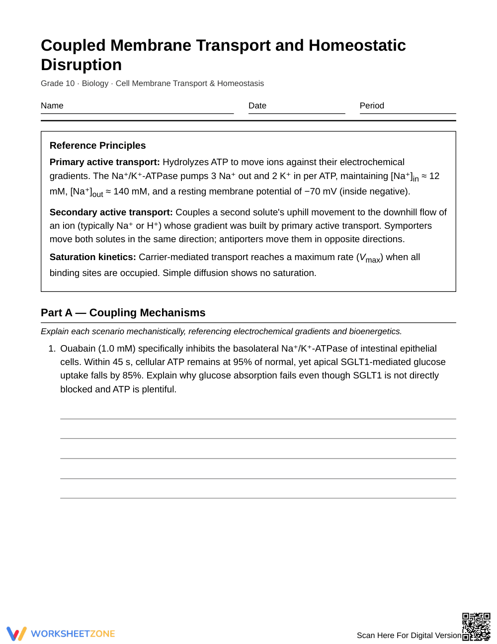 Complete Coupled Membrane Transport Worksheet | Grade 10 - Page 1