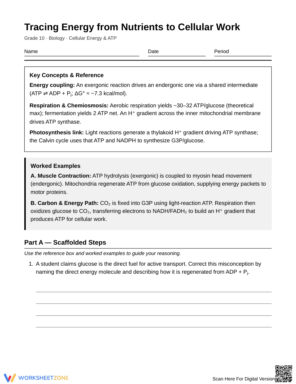 Essential Cellular Energy Flow Worksheet | Grade 10 Biology - Page 1
