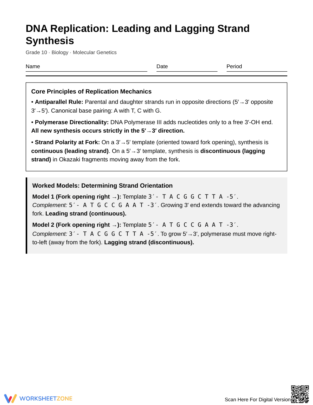 Complete DNA Strand Synthesis Worksheet | Grade 10 Biology - Page 1