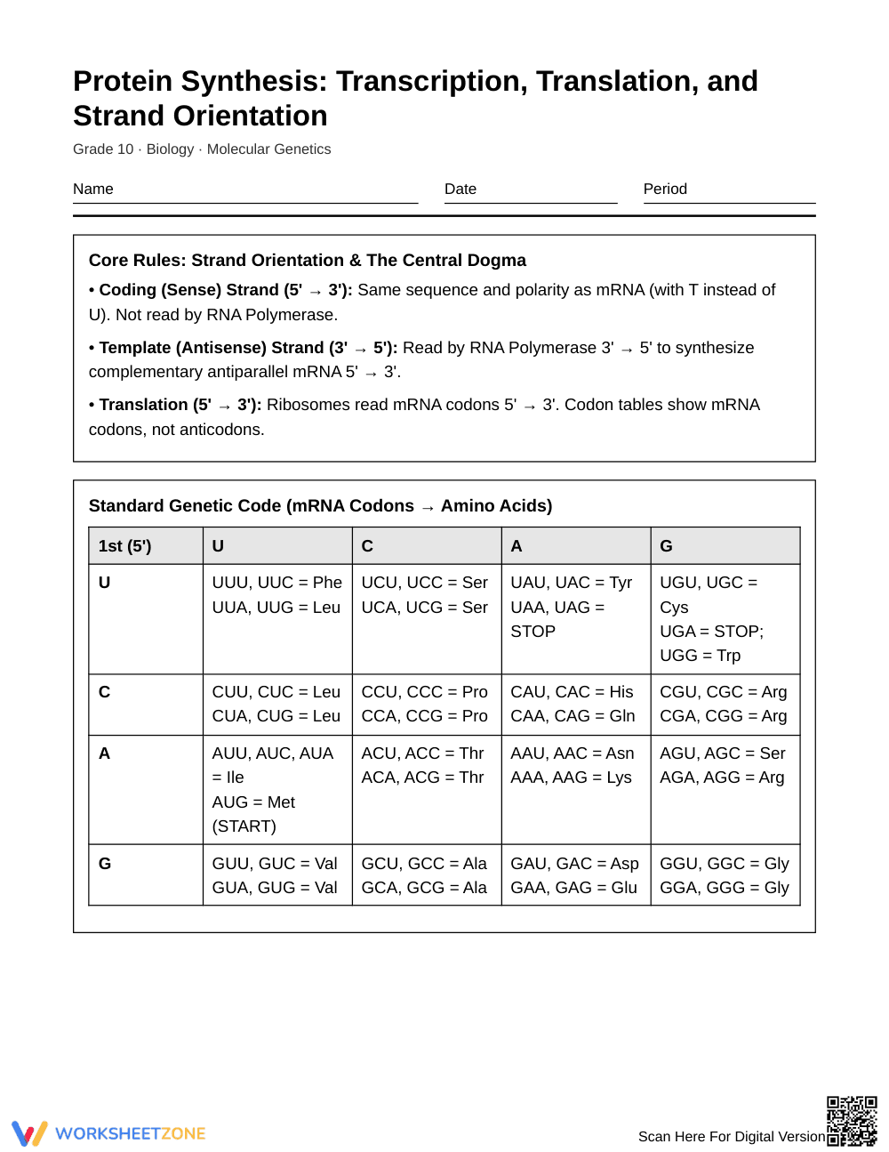 Complete Protein Synthesis Worksheet | Grade 10 Biology - Page 1