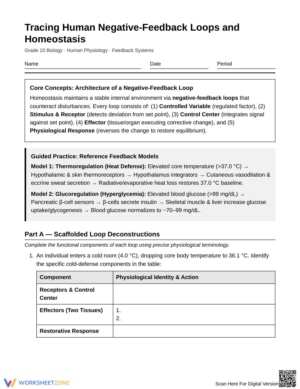 Essential Negative Feedback Worksheet | Grade 10 Biology - Page 1
