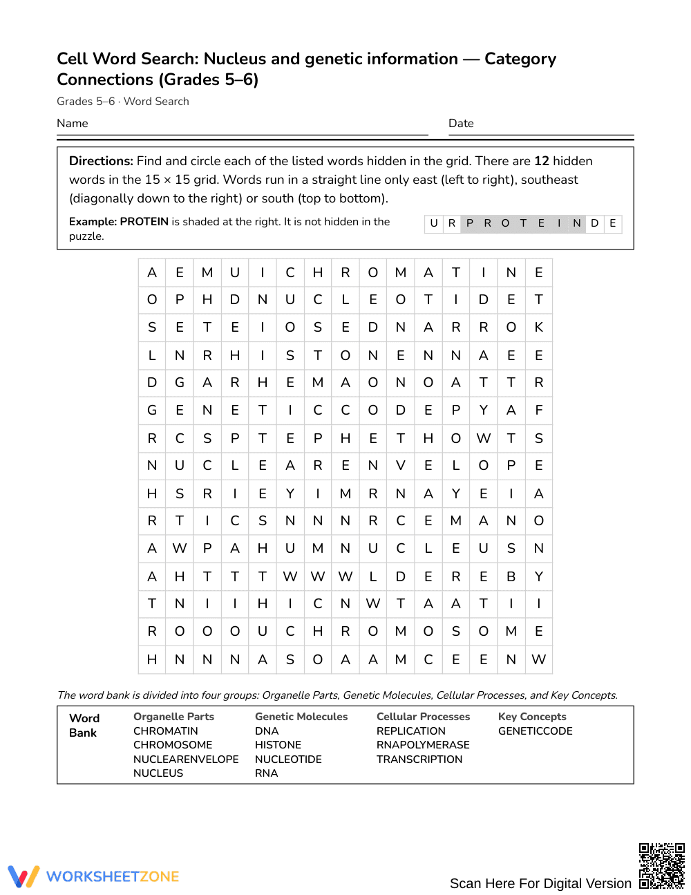 Printable Cell Nucleus Word Search | Grades 5–6 Science - Page 1