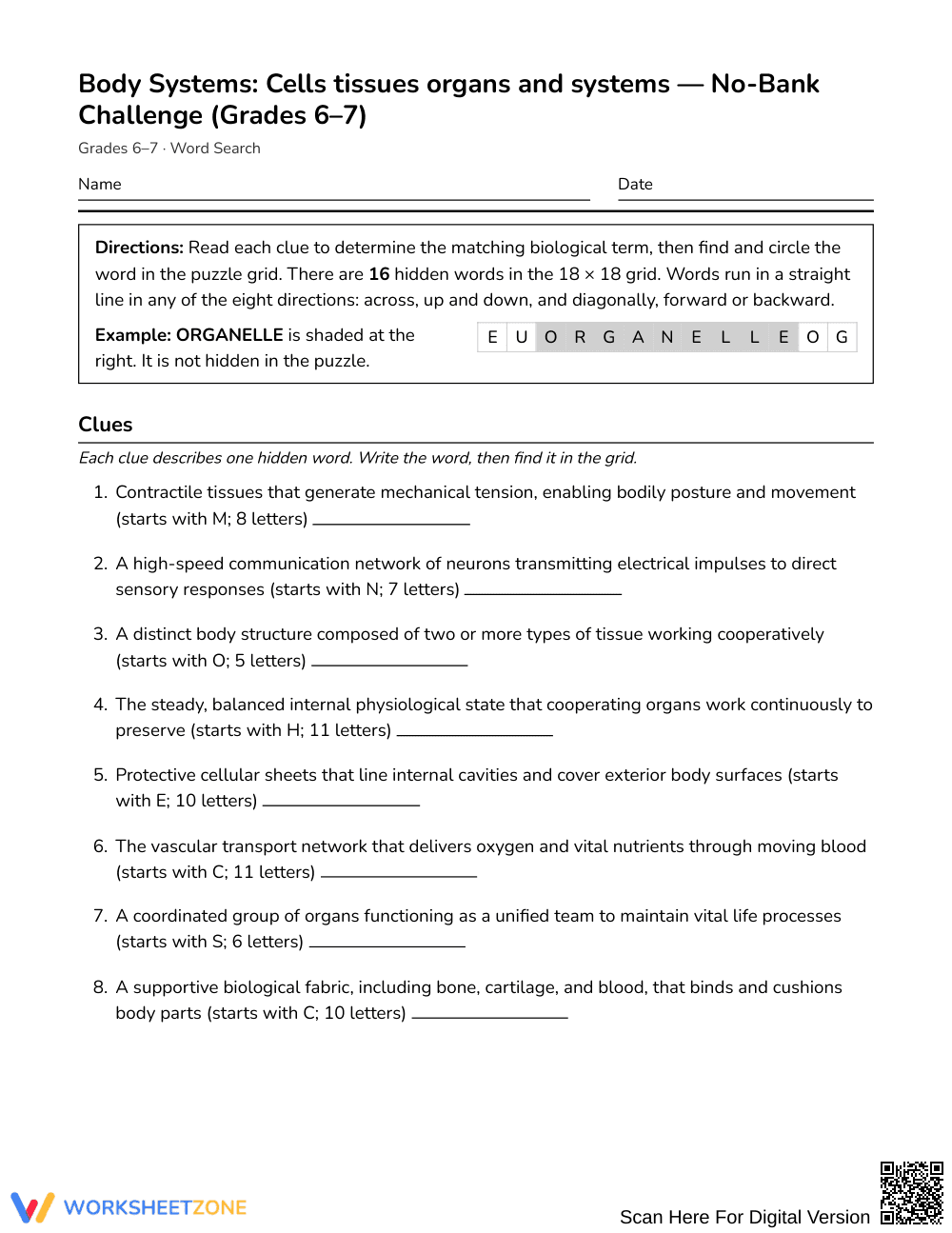 Essential Body Systems Word Search | Grades 6–7 Science - Page 1