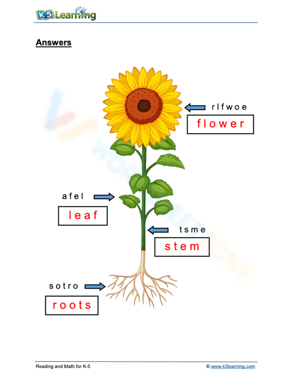 Labeling the Parts of a Plant Word Scramble - Page 2