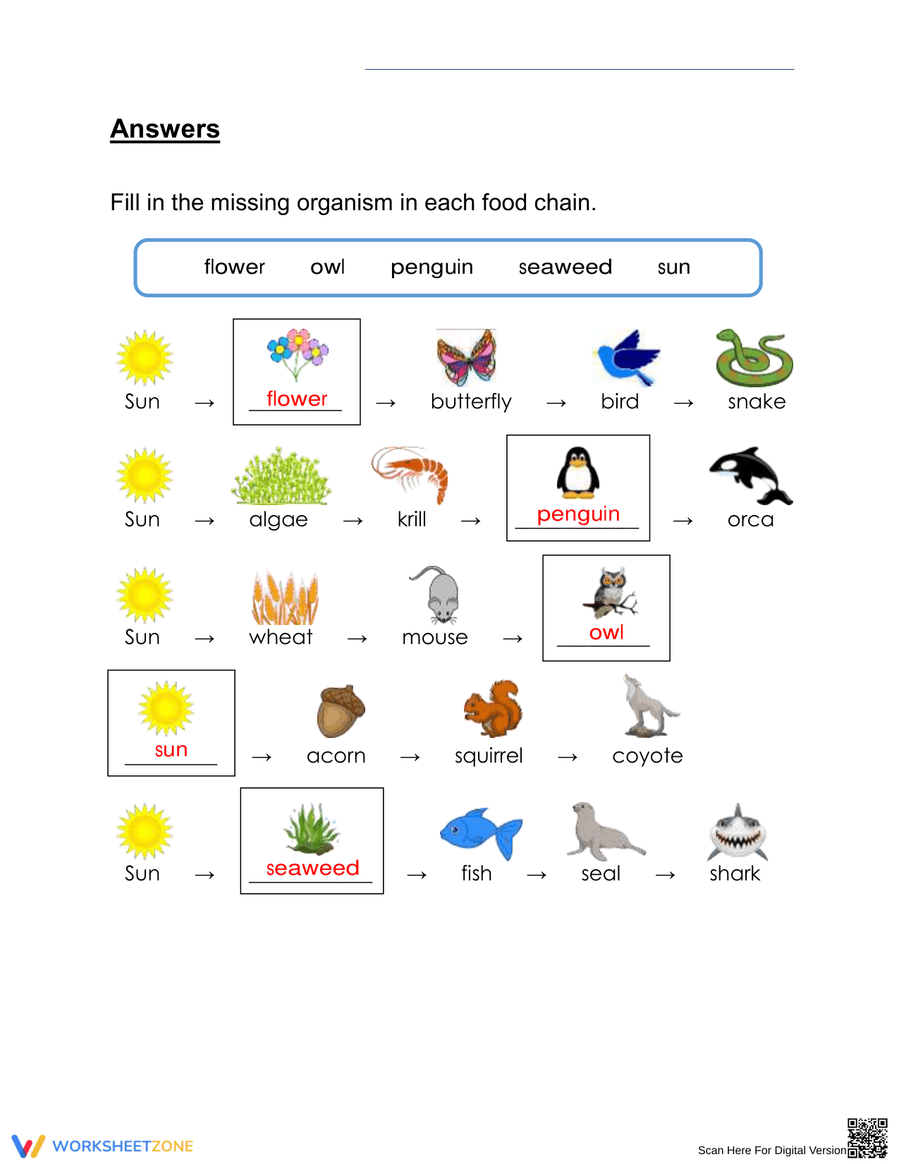 Essential Food Chains Worksheet | Grade 3 Science Aligned - Page 2