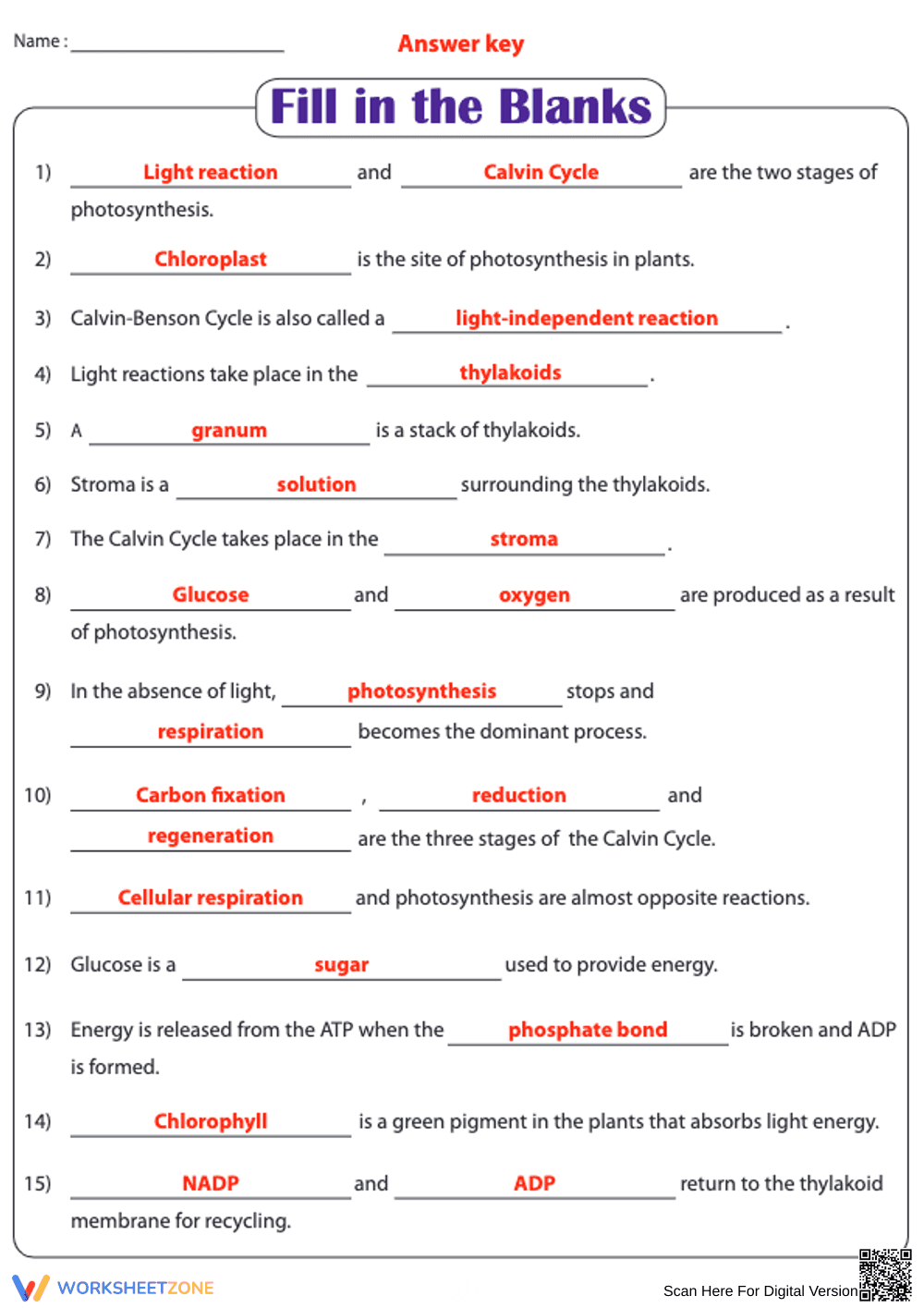 Essential Photosynthesis Worksheet | Grade 3 Science - Page 2