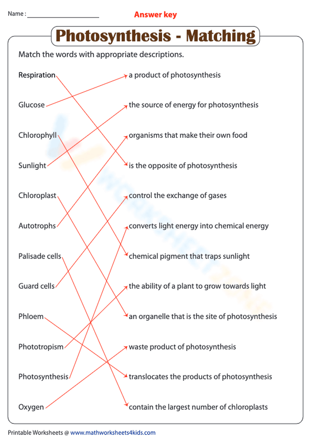 Photosynthesis - Matching Worksheet - Page 2