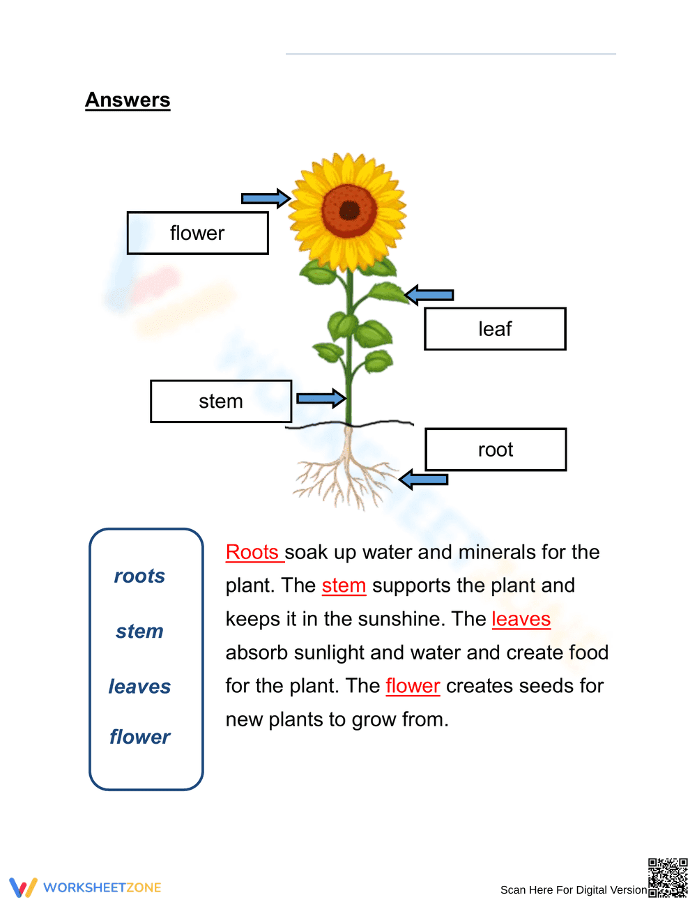 Essential Plant Anatomy Worksheet | Grade 2 Science - Page 2