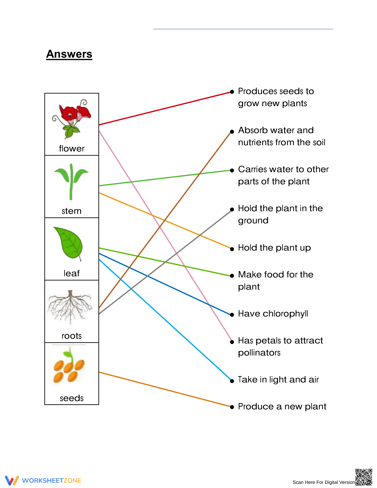 Essential Plant Parts and Functions Worksheet | Grade 3 - Page 2