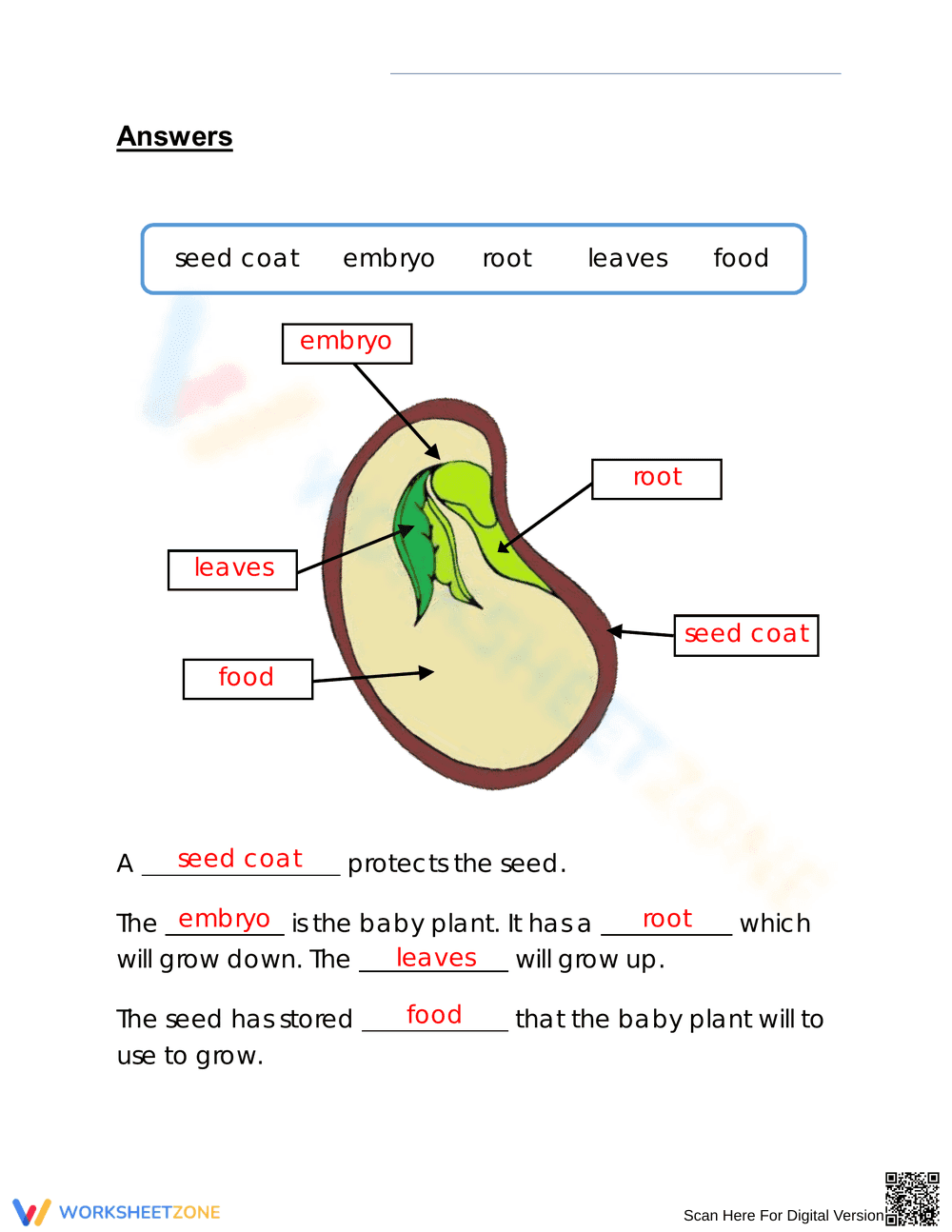 Grade 3 Parts of a Seed — Essential Printable Worksheet - Page 2