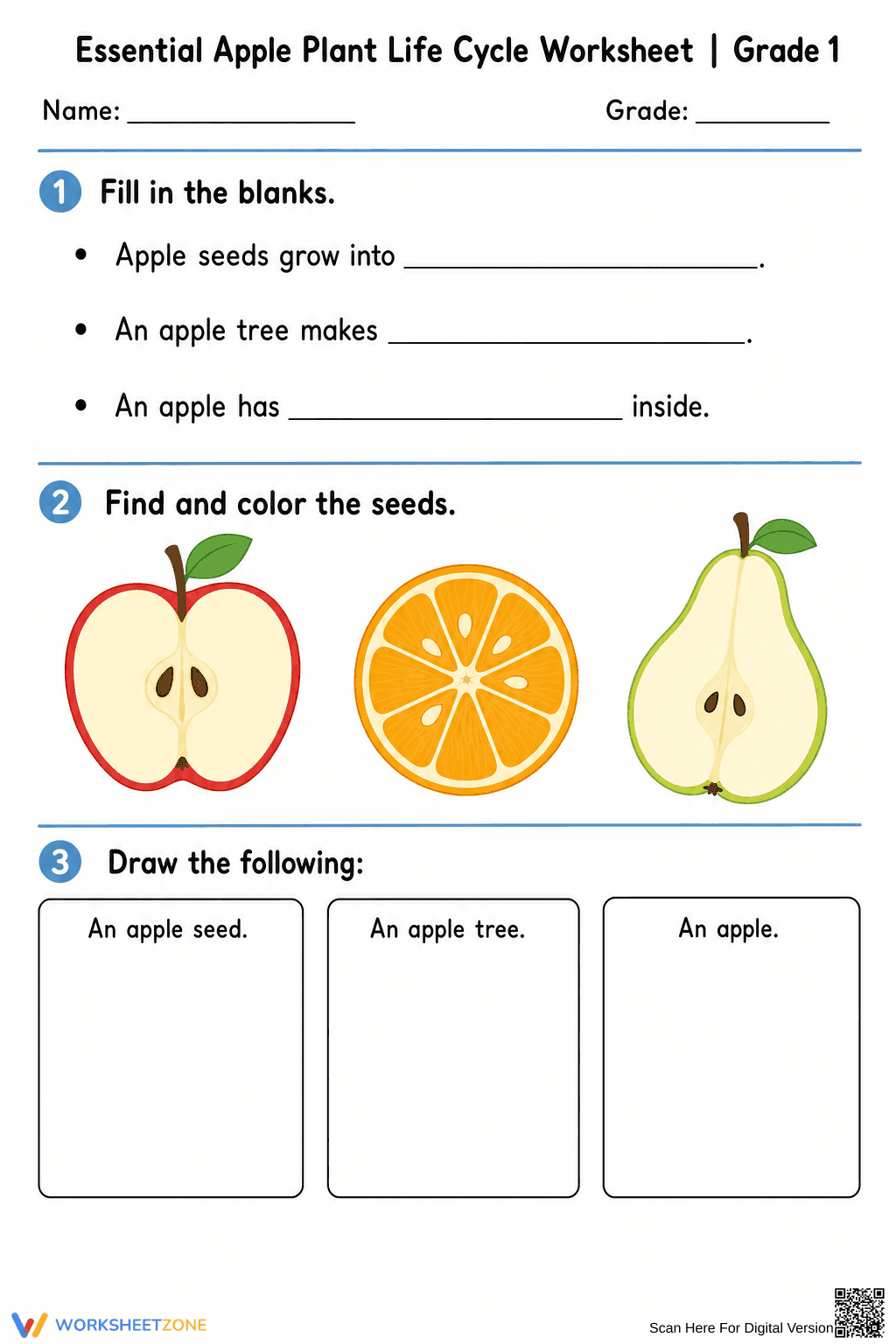 Essential Apple Plant Life Cycle Worksheet | Grade 1 - Page 2