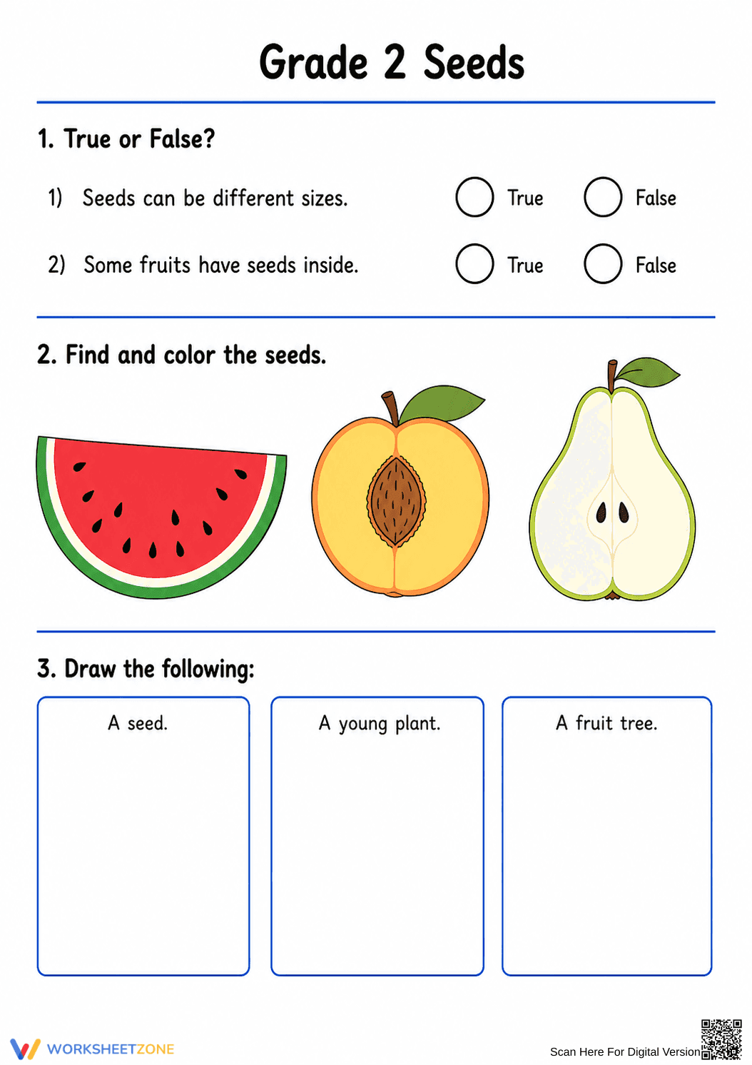 Grade 2 Plant Life Cycle — Printable Science Worksheet - Page 2