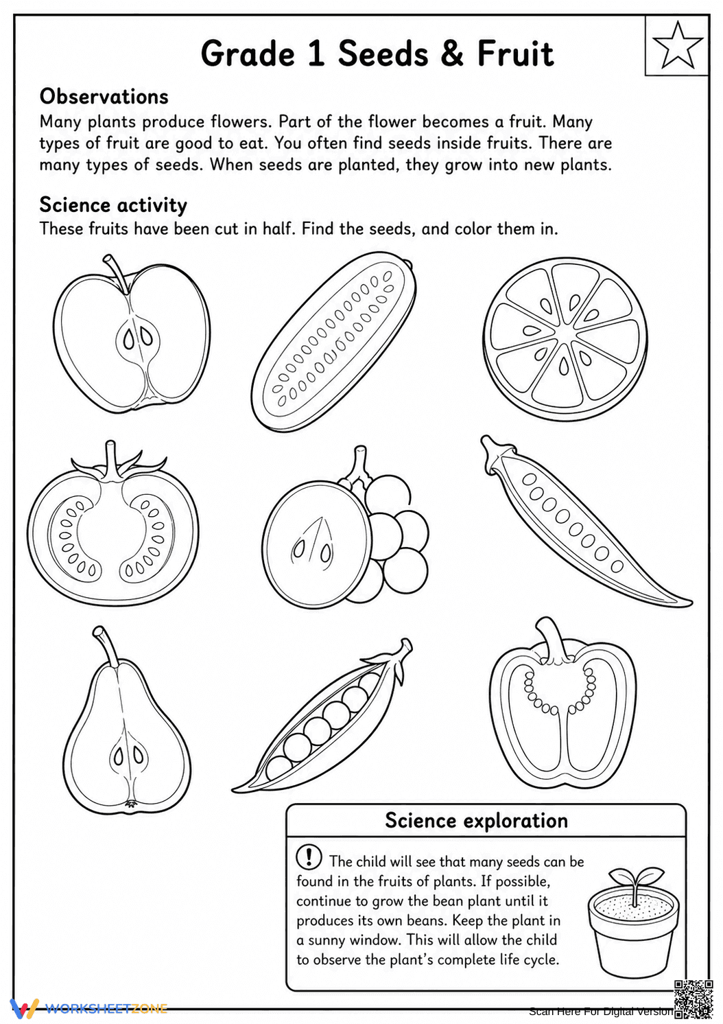 Grade 1 Seeds & Fruit — Printable No-Prep Worksheet - Page 2