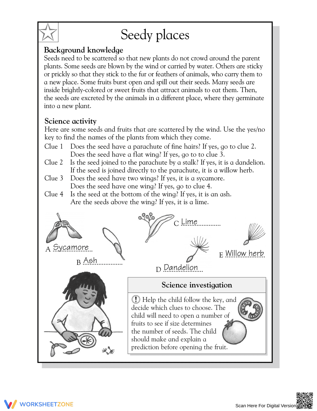 Grade 3 How Seeds Scatter — Printable No-Prep Worksheet - Page 2