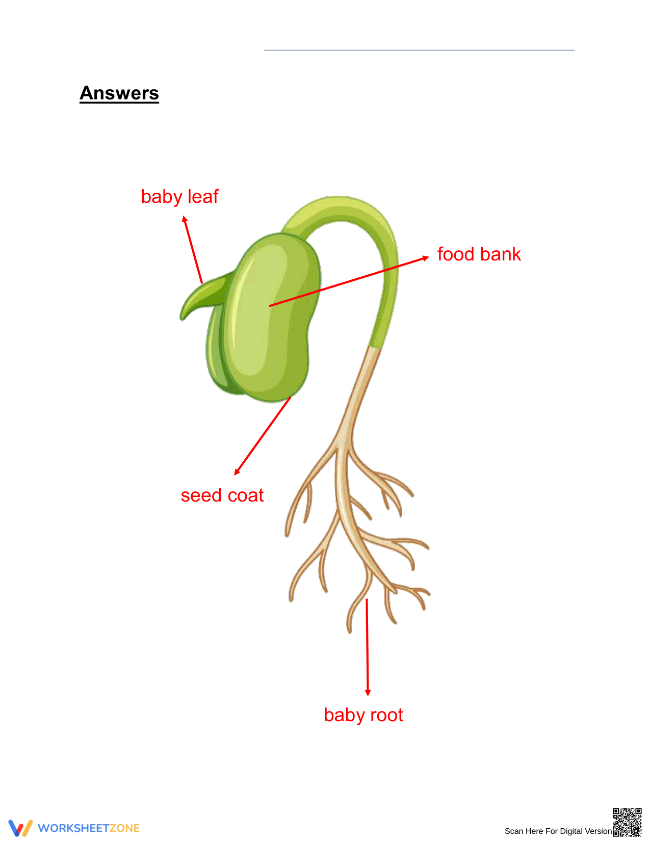 Grade 2 Parts of a Bean Seed — Printable No-Prep Worksheet - Page 2