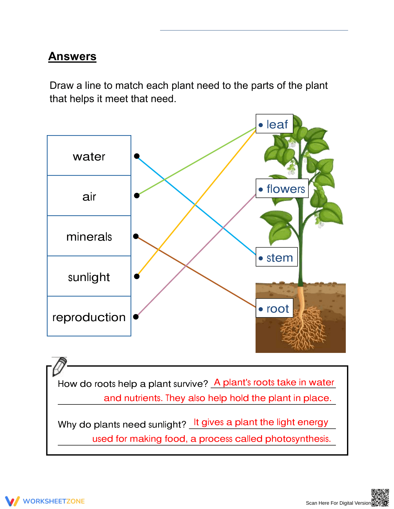 Printable Basic Needs of Plants Worksheet | Grade 3 Science - Page 2