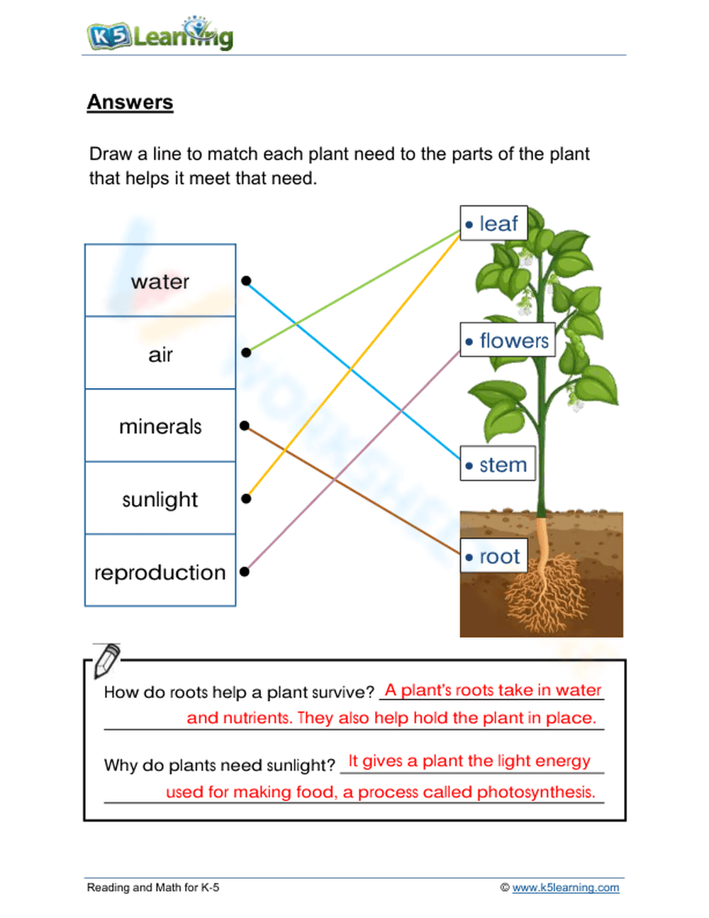 Printable Basic Needs of Plants Worksheet | Grade 3 Science - Page 2