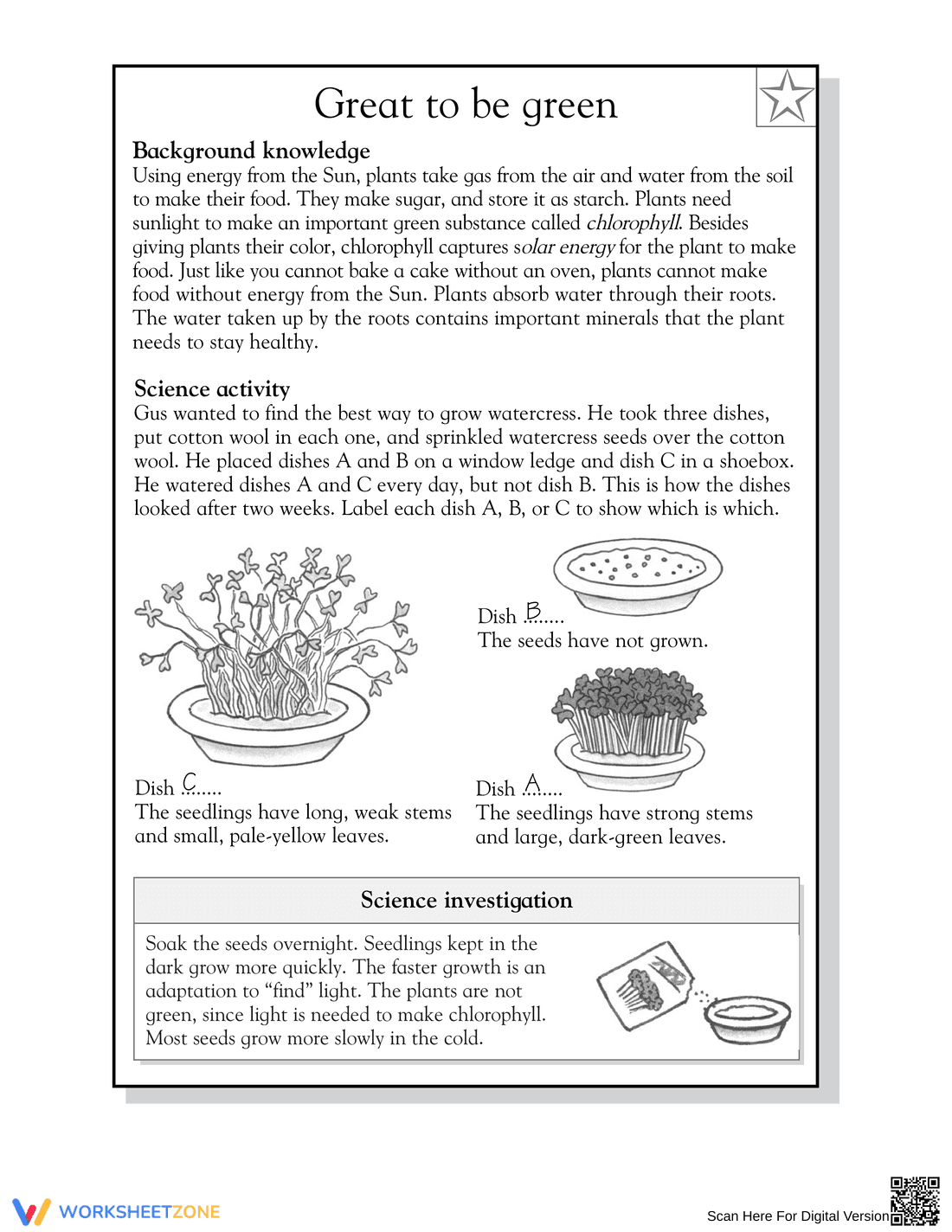 Great to be Green: Essential Grade 3 Plant Growth Worksheet - Page 2