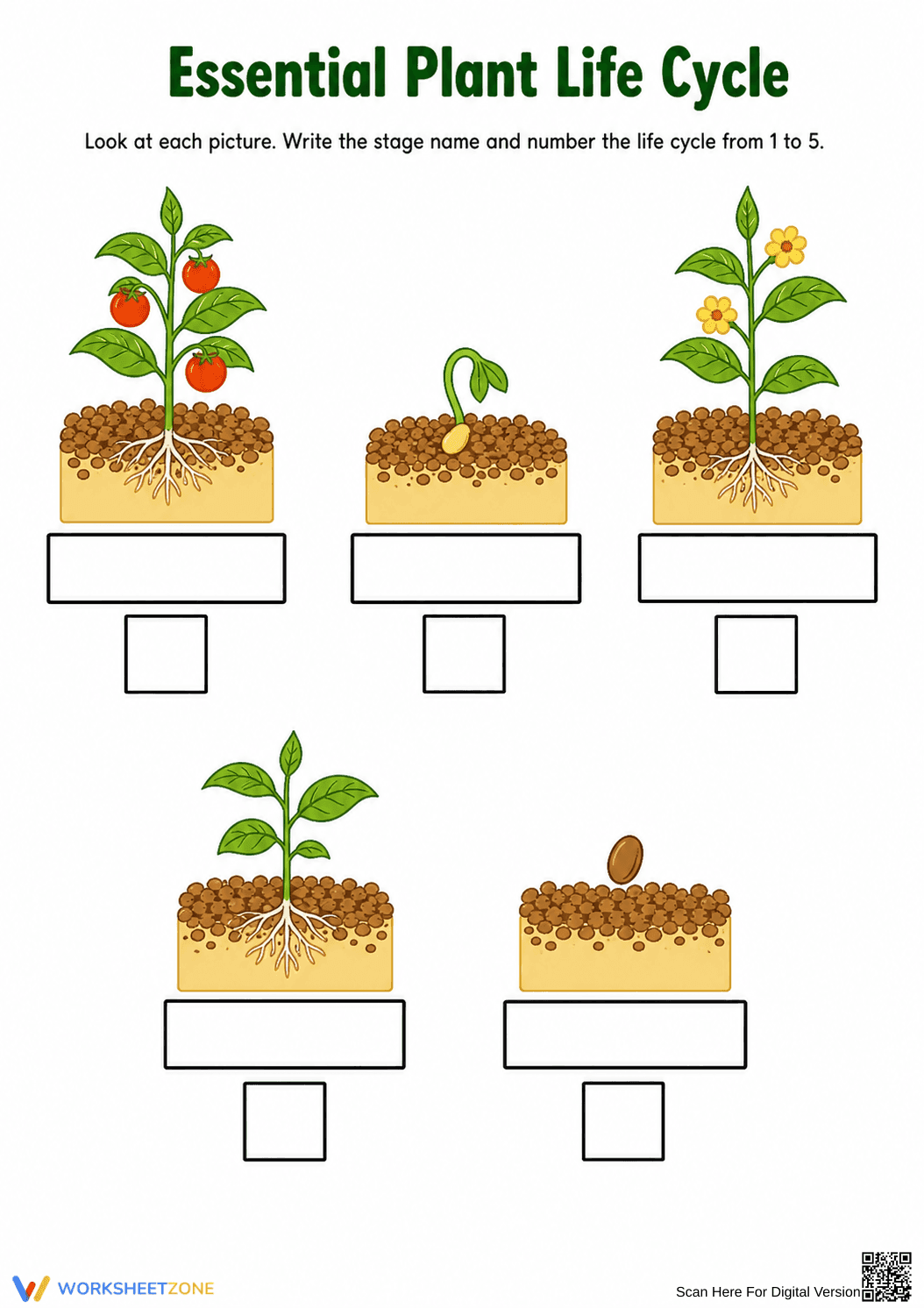Grade 1 Plant Life Cycle — Printable No-Prep Worksheet - Page 2