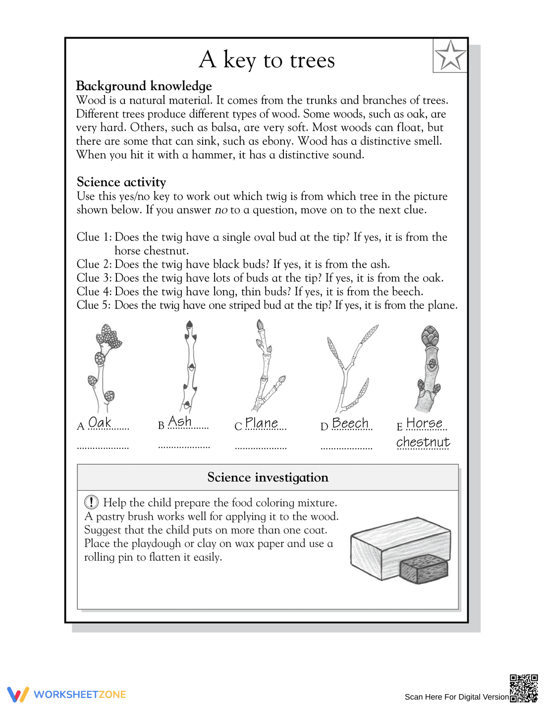 Grade 3 Tree Identification — Essential Printable Worksheet - Page 2