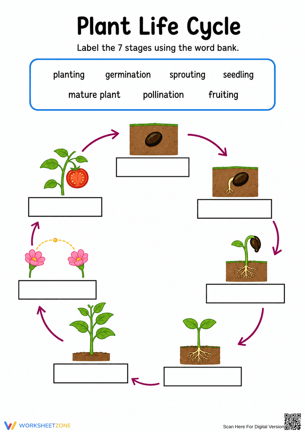 Plant Life Cycle Worksheet | Essential Grade 3 Science - Page 2
