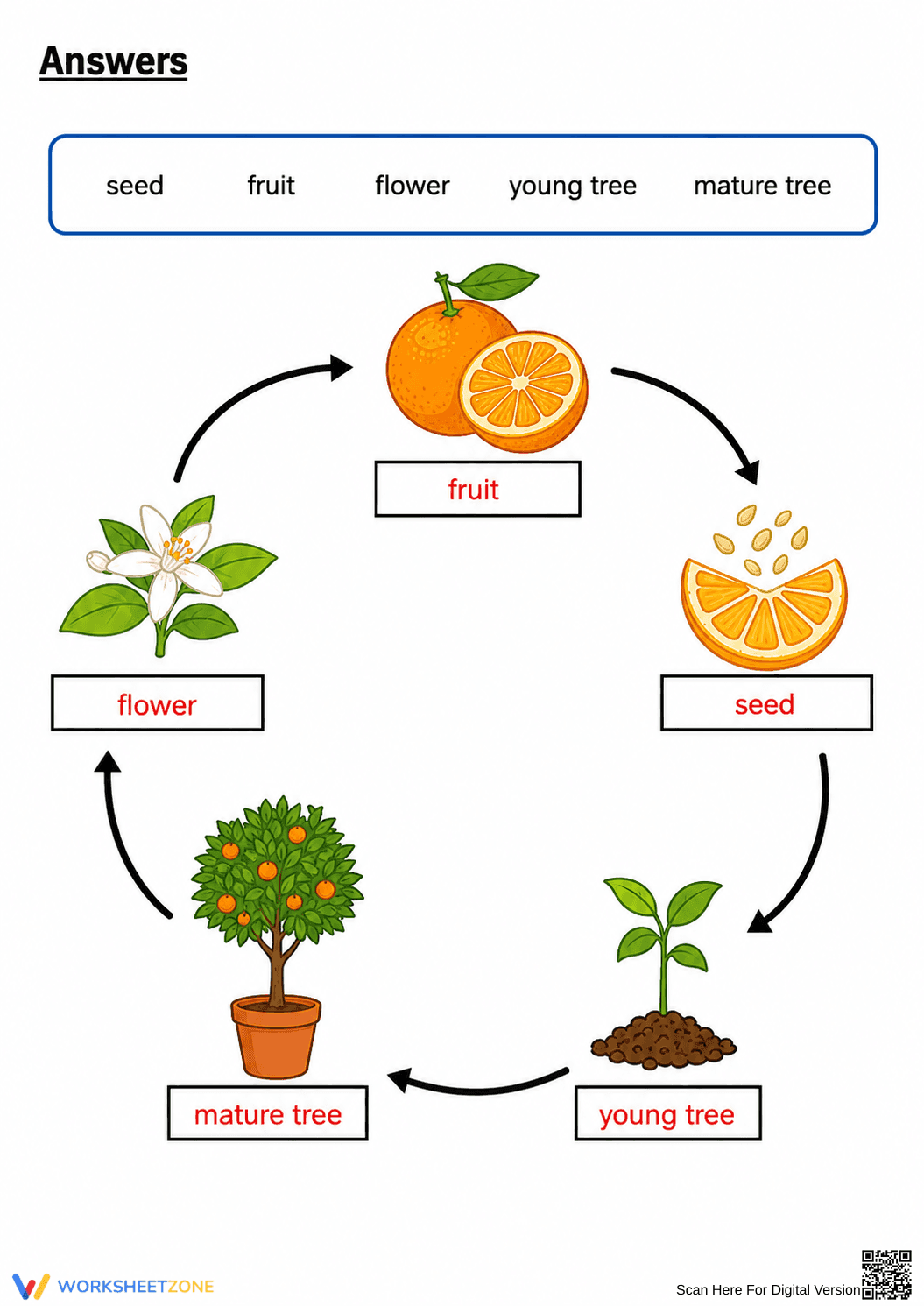 Essential Grade 3 Orange Tree Lifecycle Worksheet - Page 2