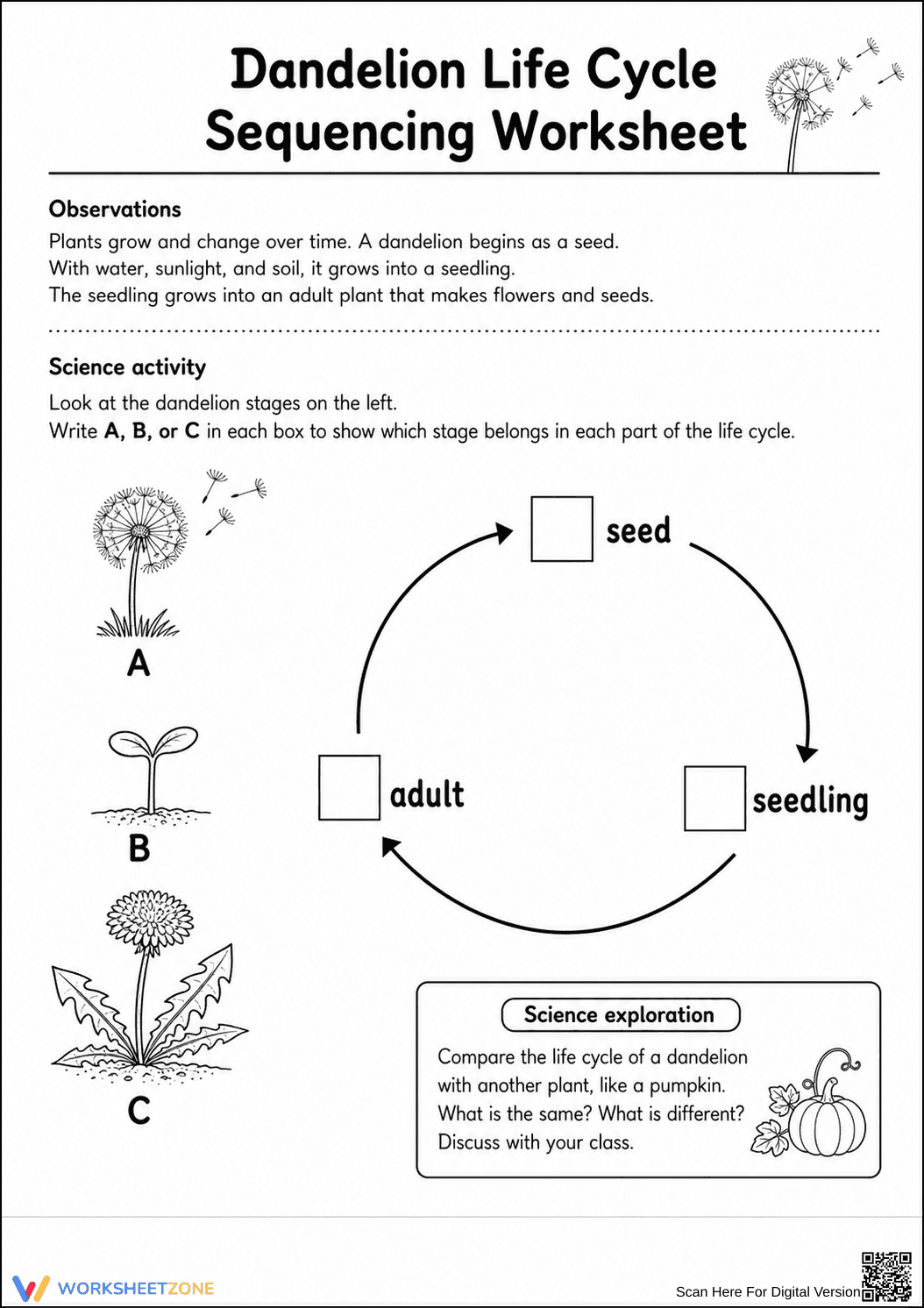 Dandelion Life Cycle Worksheet | Grade 1-2 Essential - Page 2