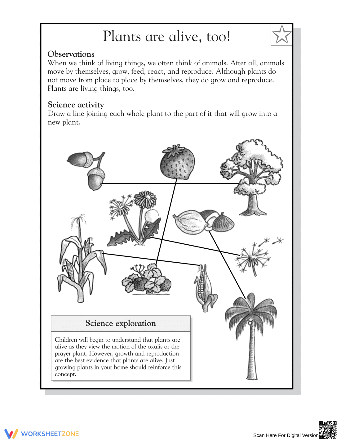 Essential Plants Are Alive Worksheet | Grade 1-2 Science - Page 2