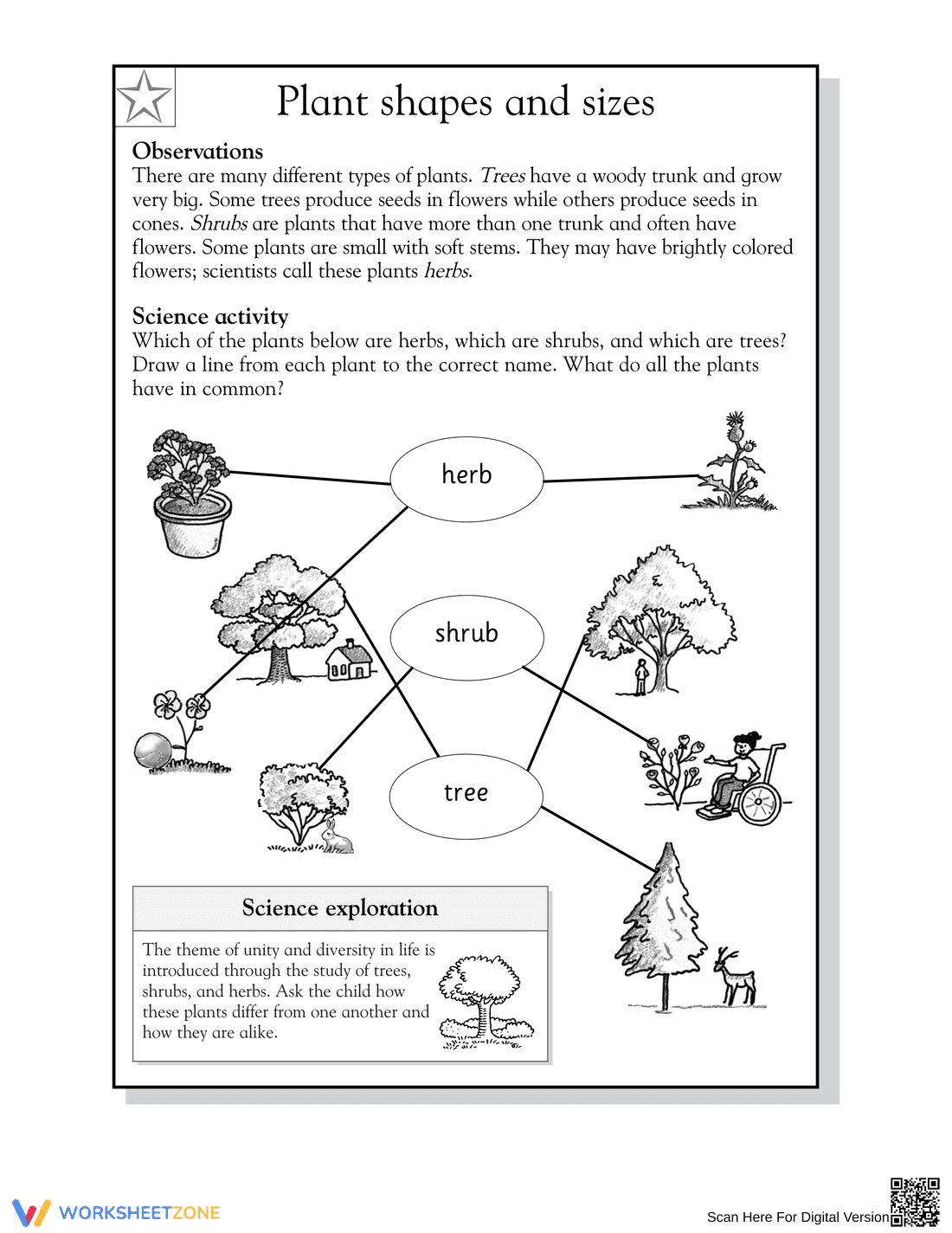 Plant Shapes and Sizes Worksheet | Essential Grade 2 Science - Page 2