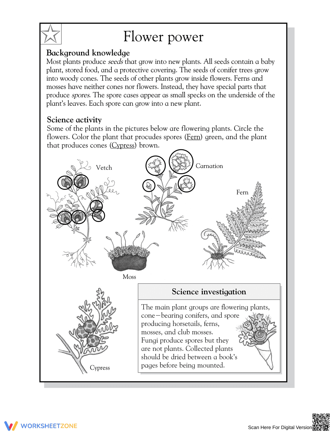 Flower Power Worksheet | Essential Grade 3-4 Science - Page 2