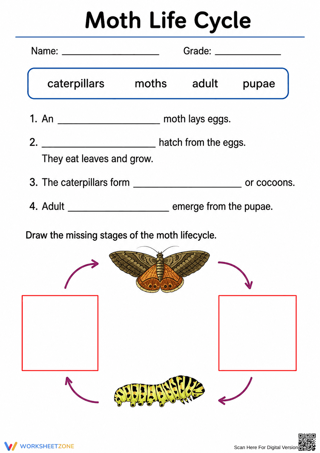 Moth Life Cycle Worksheet | Grade 3 Essential Science - Page 2