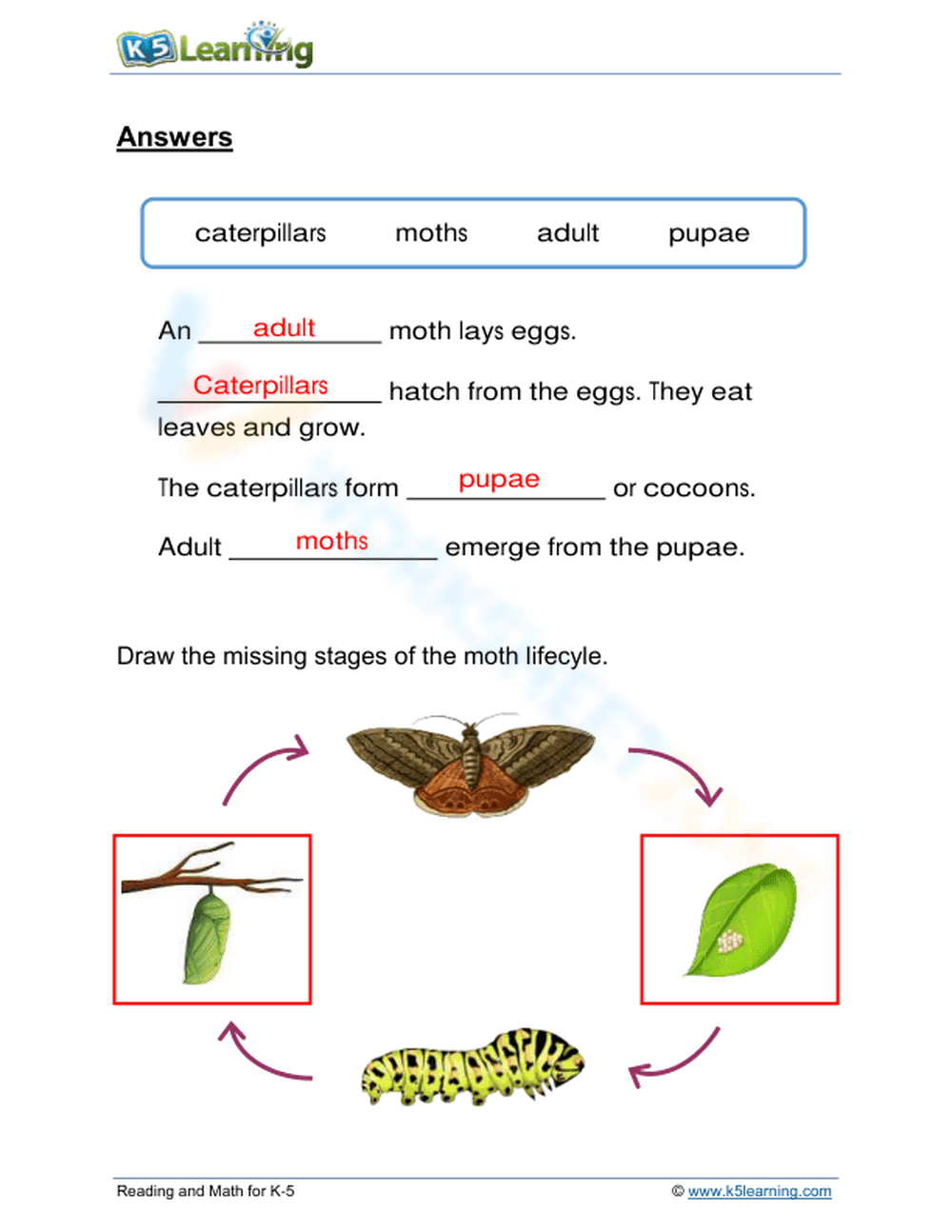 Moth Life Cycle Fill-in-the-Blank and Drawing Worksheet - Page 2