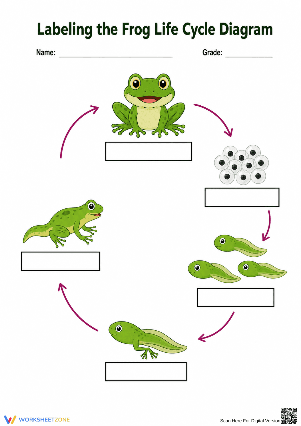 Grade 3 Frog Life Cycle — Printable No-Prep Worksheet - Page 2